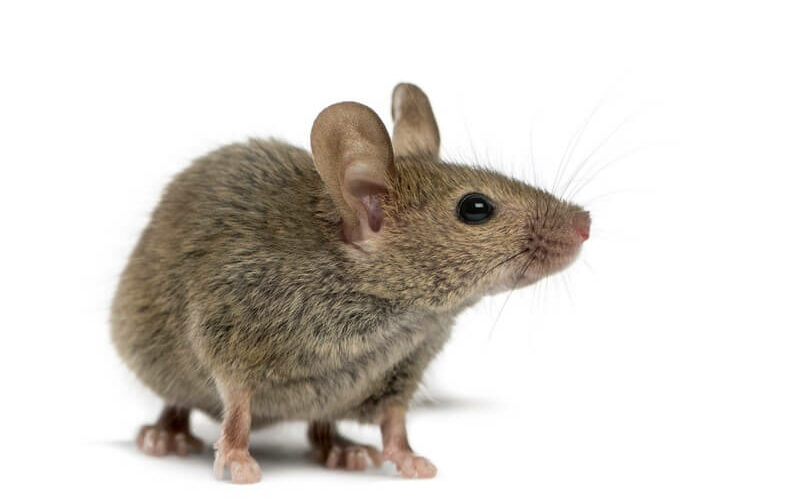An example of mice that would return to a disturbed nest