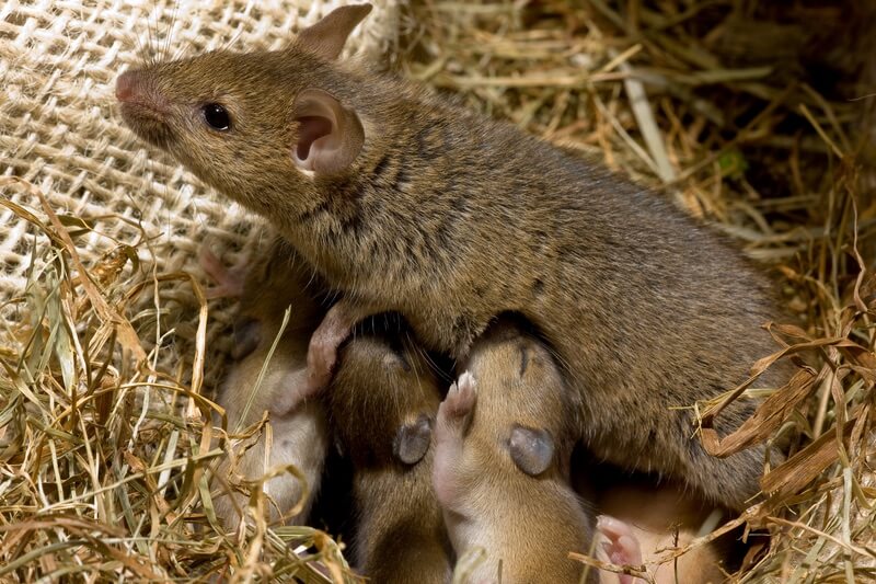 A mother mouse that came back for her babies