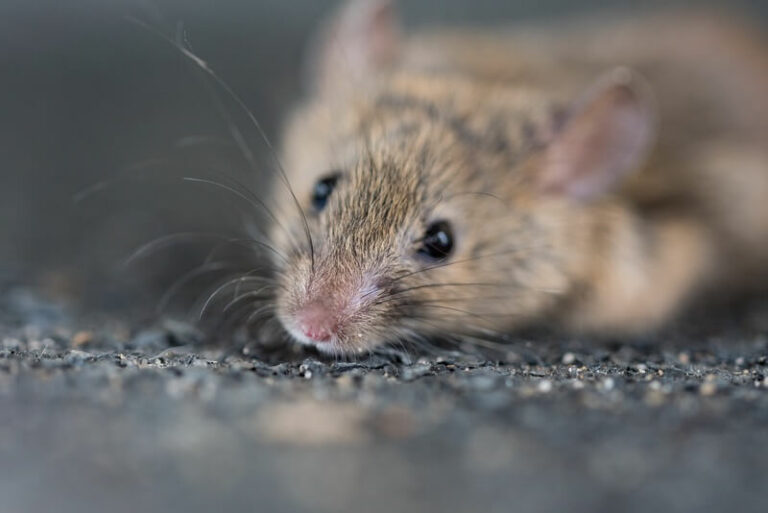Can You Kill Mice With Salt? Everything You Need To Know