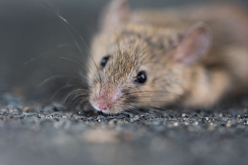 An adult mouse inside a home sniffing salt