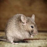 A small mouse being kept away by light