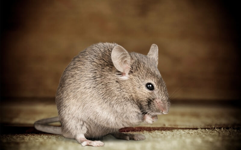 A small mouse being kept away by light