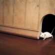 A mouse looking for a way to get under a door