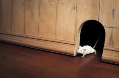 A mouse looking for a way to get under a door