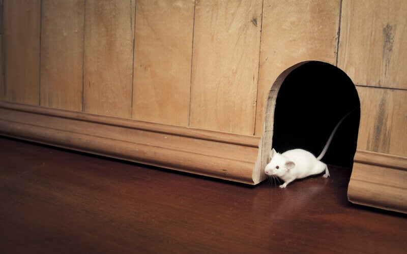A mouse looking for a way to get under a door