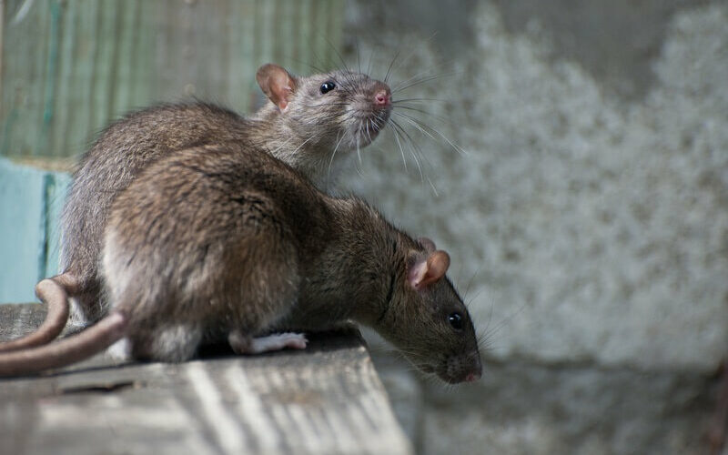 Rats living with mice