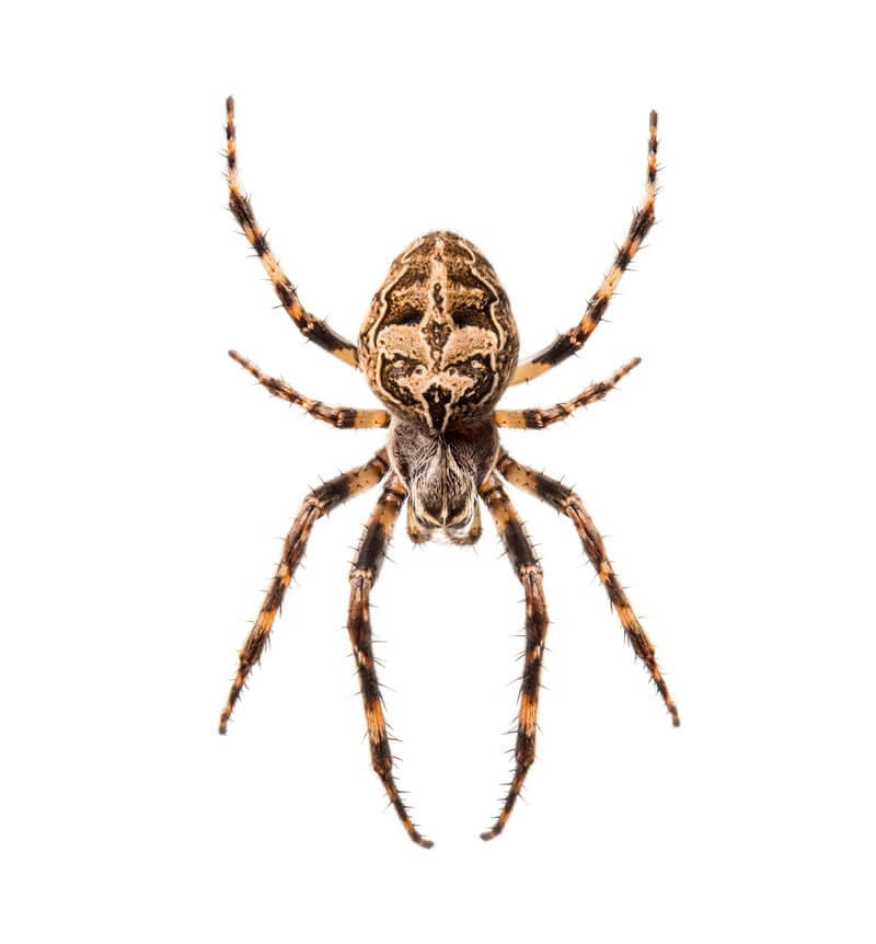 A spider that can be killed with wasp spray