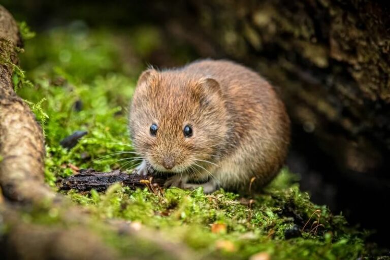 Do Coffee Grounds Repel Voles? The Surprising Answer