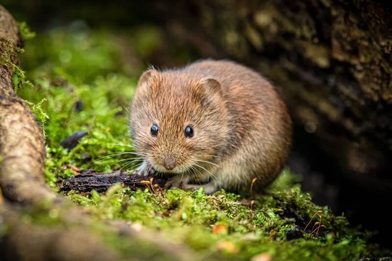 A vole on someone's property digging around