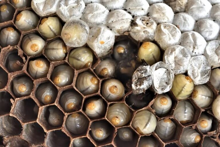 What Do Baby Wasps Look Like? (With Pictures)
