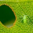 A large aphid bite