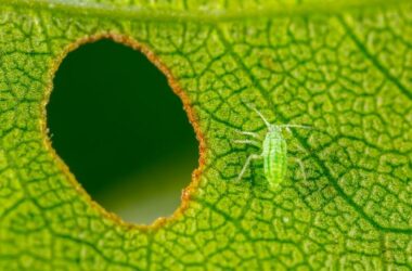 A large aphid bite