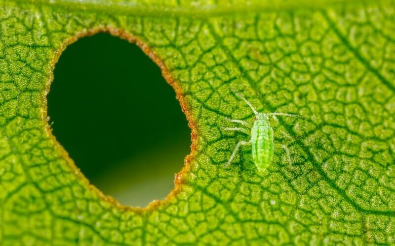 A large aphid bite
