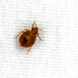 A bed bug that isn't gone