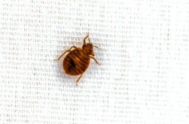 A bed bug that isn't gone