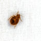 A bed bug that isn't gone