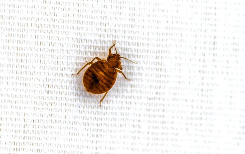 How To Know If Bed Bugs Are Gone After A Treatment