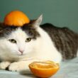 Cat wishing it kept away from orange peels