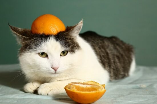 Cat wishing it kept away from orange peels