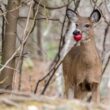 A deer eating an apple