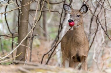 A deer eating an apple