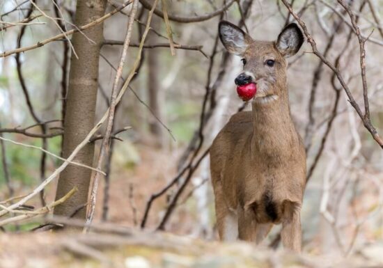 A deer eating an apple