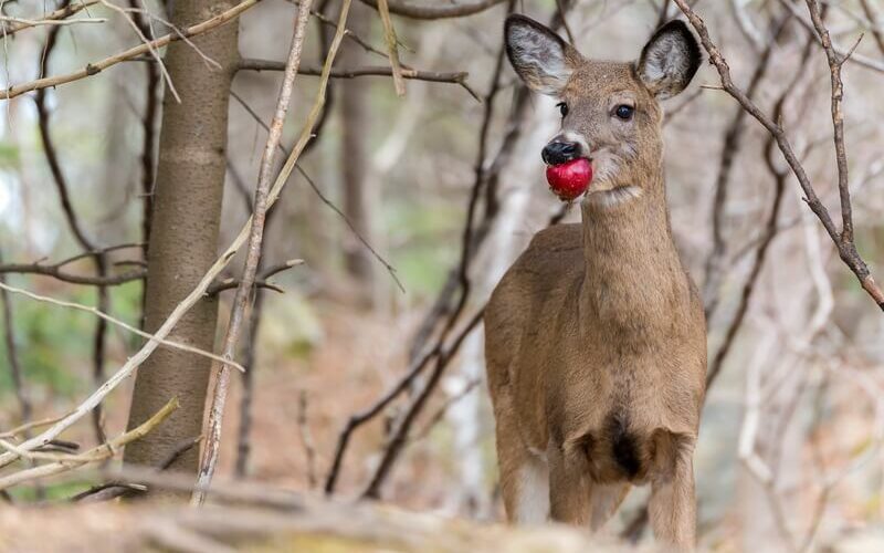 A deer eating an apple
