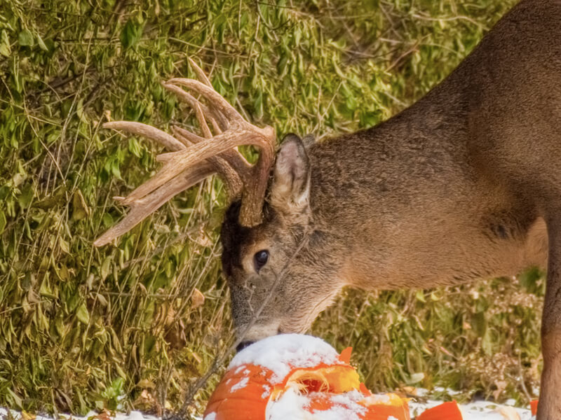 A deer eating a pumpkin