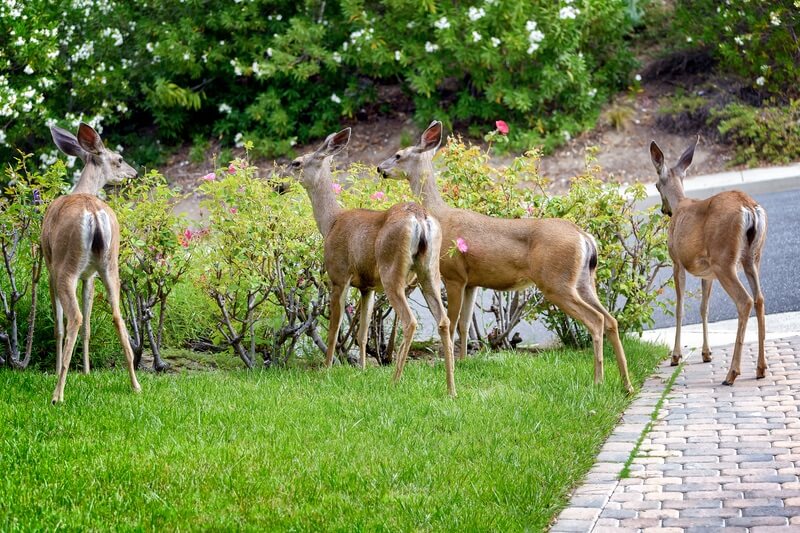 A group of deer not eating zinnias