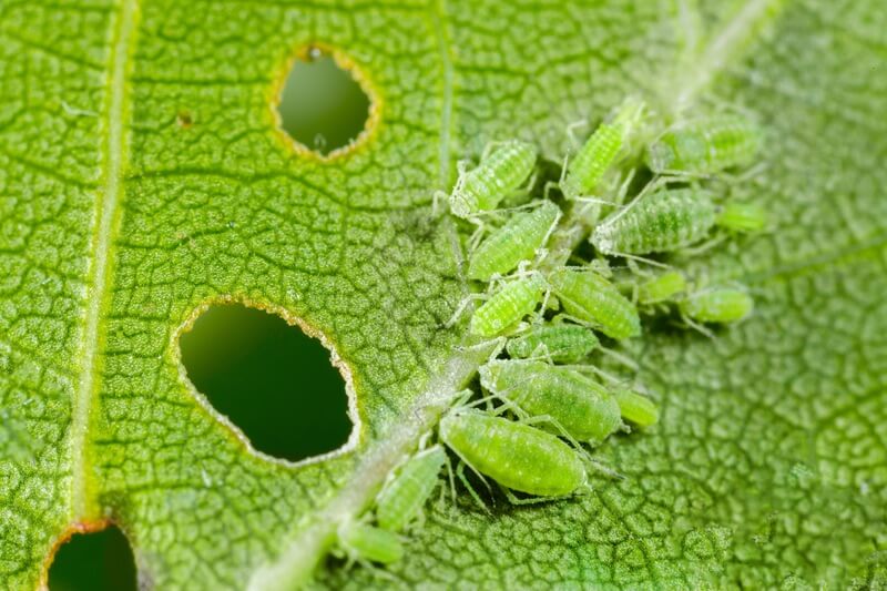 Group of aphids that have bitten through a leaf