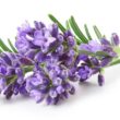 Lavender that you can use to repel mice