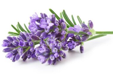 Lavender that you can use to repel mice