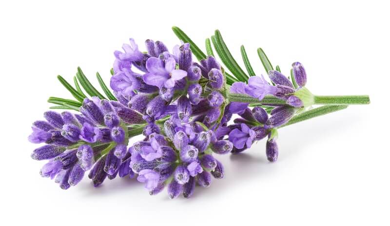 Lavender that you can use to repel mice