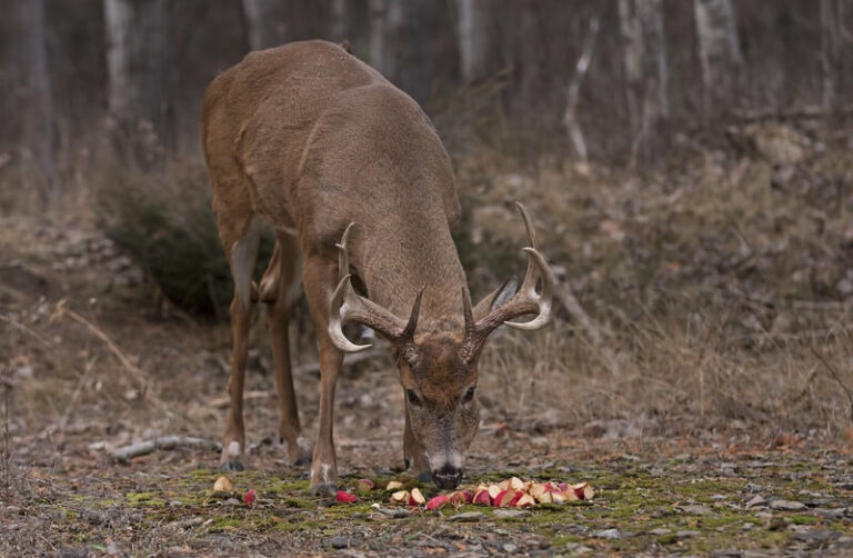 Do Deer Eat Apples & Are These Fruits Good For Them?