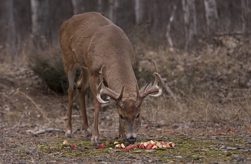 A male deer eating a pile of apples