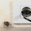 A mouse coming into a house in the summer