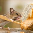 A mouse that likes peanut butter