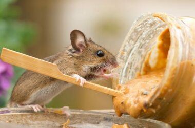 A mouse that likes peanut butter