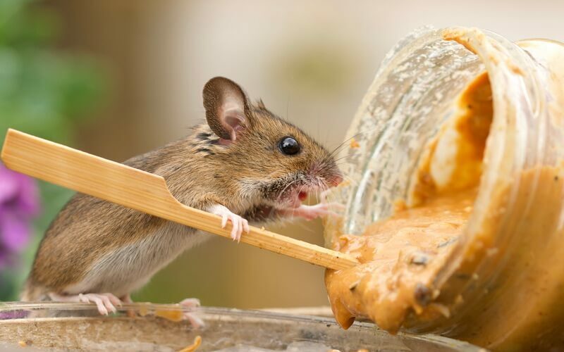 A mouse that likes peanut butter