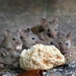 A pack of mice eating and traveling together