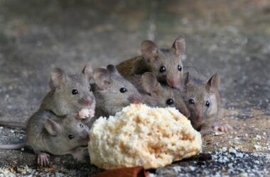 A pack of mice eating and traveling together