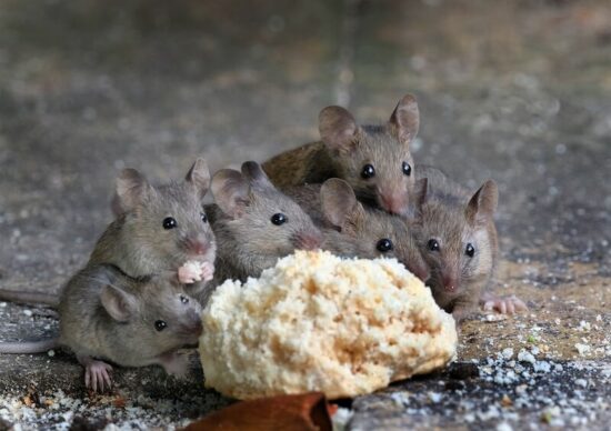 A pack of mice eating and traveling together