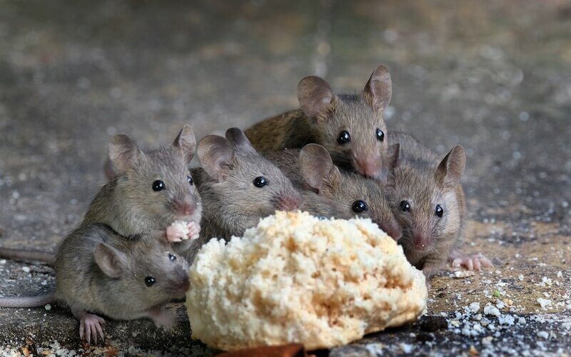 A pack of mice eating and traveling together