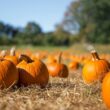 Pumpkins that deer eat