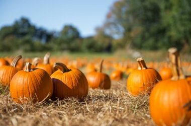 Pumpkins that deer eat