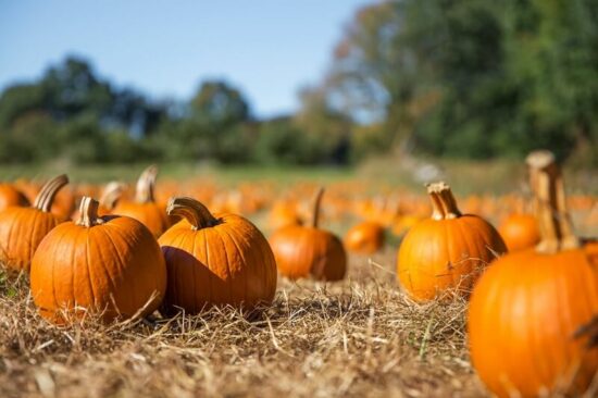 Pumpkins that deer eat