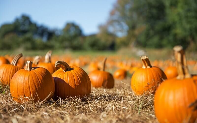 Pumpkins that deer eat