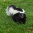 A skunk thinking about climbing