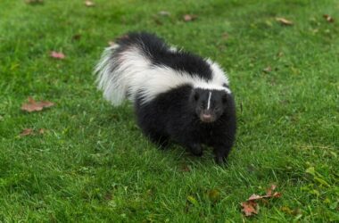 A skunk thinking about climbing