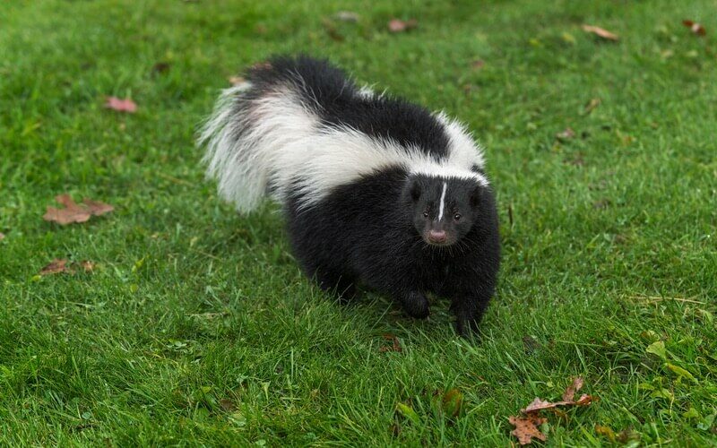 A skunk thinking about climbing